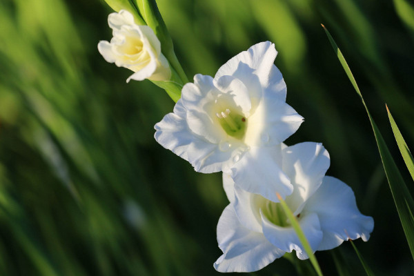 適合春節(jié)擺放的鮮花，臘梅花/桔?；?蝴蝶蘭/劍蘭等