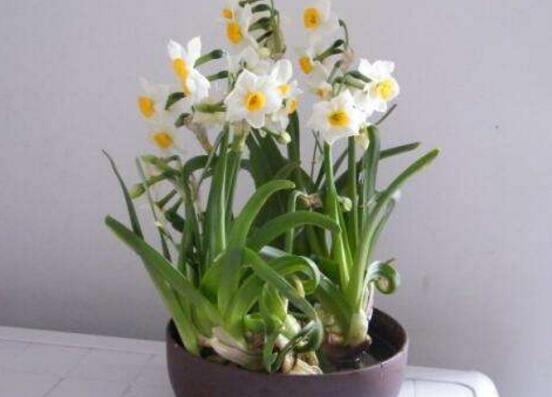 水培水仙花的養(yǎng)殖方法，五個(gè)簡(jiǎn)單小步驟可養(yǎng)好