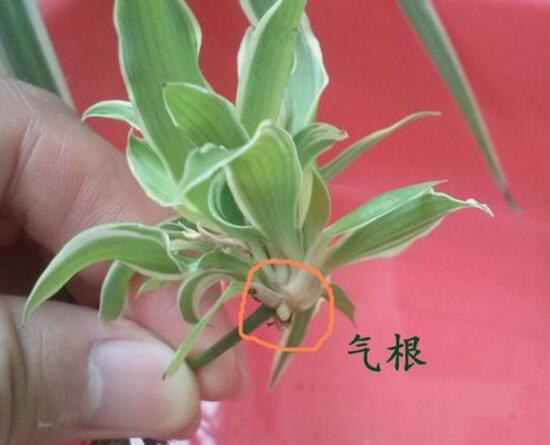 吊蘭怎么繁殖，吊蘭的扦插方法圖解