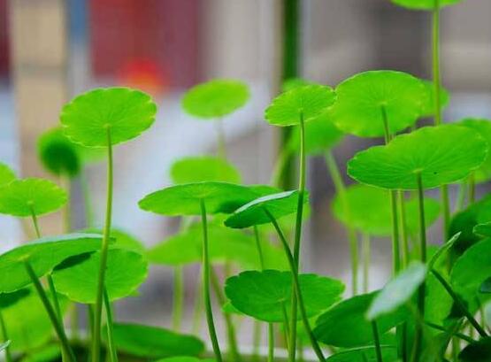 銅錢草放在臥室好嗎，寓意著家有銅錢、財(cái)源滾滾