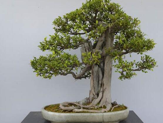 榕樹盆景怎么修剪，榕樹盆景修剪方法