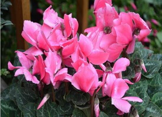 仙客來爛根怎么辦，仙客來爛根處理方法