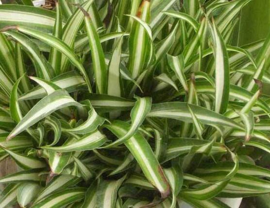 金心吊蘭的養(yǎng)殖方法及注意事項(xiàng)，9種方法幫你把金心吊蘭養(yǎng)爆盆