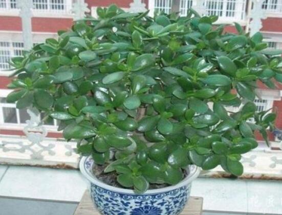 植物燕子掌有毒嗎，無毒與有毒需待進(jìn)一步科學(xué)考證(證據(jù)不足)