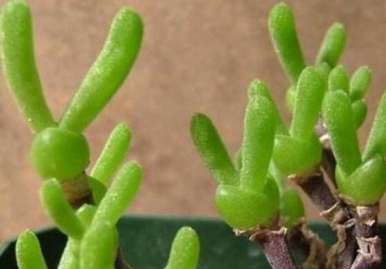 碧光環(huán)發(fā)芽后要澆水嗎，需要/只需要保持濕潤環(huán)境即可