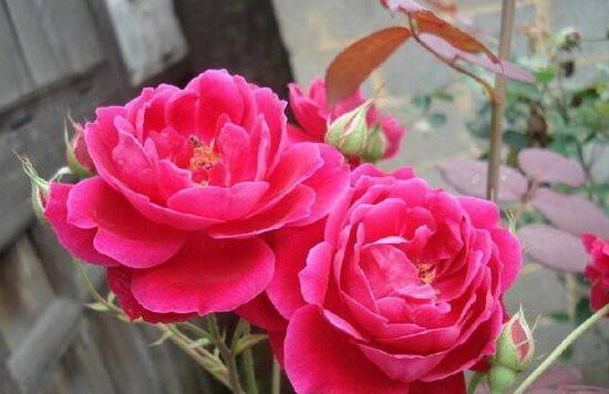 月季花有毒嗎，月季花可以吃嗎(無(wú)毒可食用)