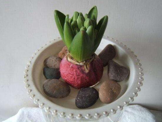 風(fēng)信子水培方法，風(fēng)信子簡(jiǎn)單易學(xué)的四大水培步驟