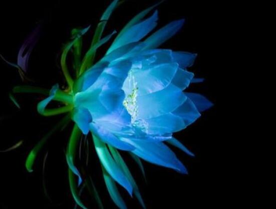 曇花的病蟲害及其防治，詳解四種病蟲害防治大全