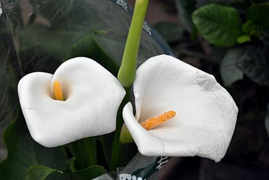 馬蹄蓮花語是什么，馬蹄蓮的寓意歌頌友情之美