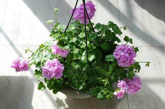 天竺葵夏天怎么澆水，天竺葵的澆水方法