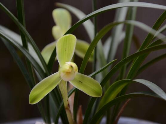 蘭花換盆后怎么澆水，等到第二、三天澆水最為適宜