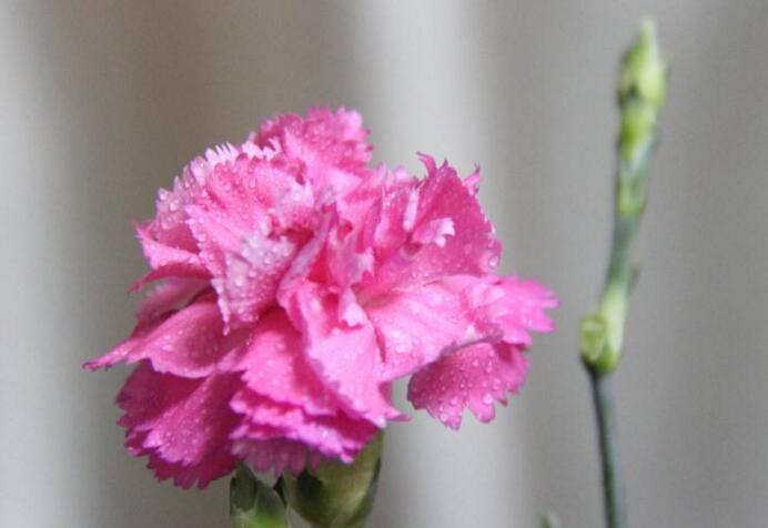 康乃馨應(yīng)該送給什么人，不同的顏色代表著不同的含義