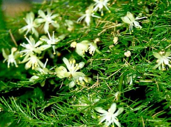 文竹開花嗎，每年9-10月間盛放(和睦美滿)