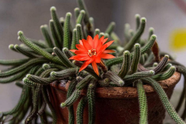 二月開什么花，水仙花/迎春花/獨占春/仙人指等