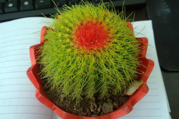 仙人球夏天怎么養(yǎng)，做好以下4點才是關(guān)鍵