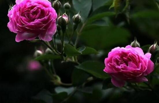 薔薇花的修剪方法，一年可修剪兩次（7-8月/花后12月）