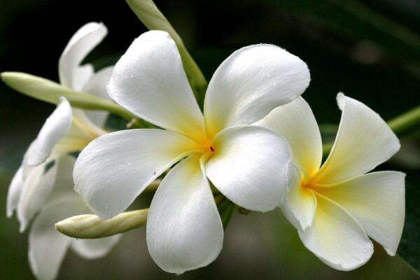 百合花花語(yǔ)代表什么，家庭美滿、偉大的愛