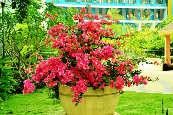 栽三角梅用什么土，田園土/泥炭土/腐葉土等