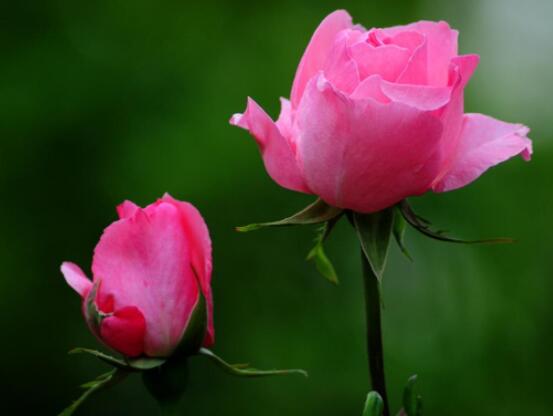 月季開花后怎么修剪，輕剪為佳、中剪為輔(三次花期修剪)