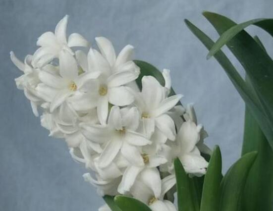 風(fēng)信子花代表什么意思，代表著永遠(yuǎn)的懷念、重生的愛