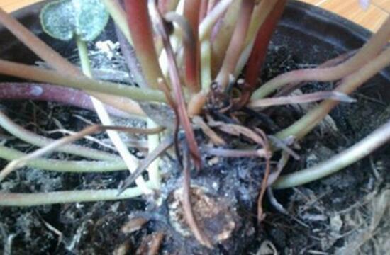 仙客來爛根怎么辦，仙客來爛根處理方法