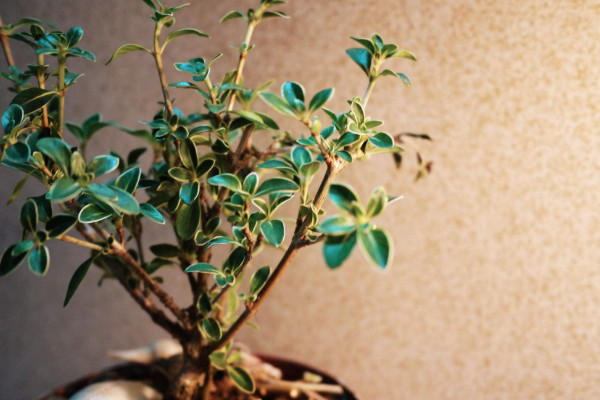 六月雪什么時候換盆，春季3月份很適合換盆