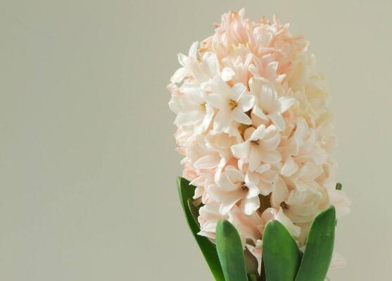 風(fēng)信子花語是什么，代表著只要點燃生命之火，便可同享豐盛人生