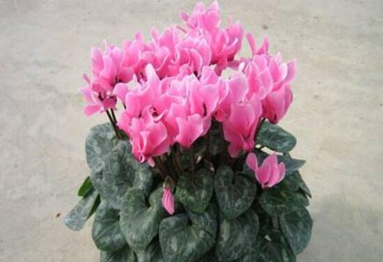 仙客來怎么養(yǎng)，仙客來的養(yǎng)殖方法和注意事項