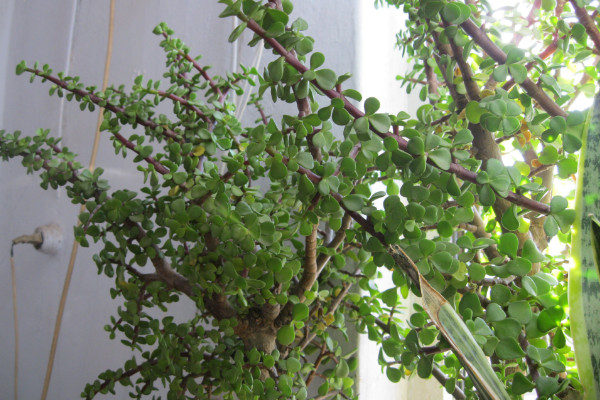 馬齒莧樹怎么修剪，春秋兩季修剪最為合適