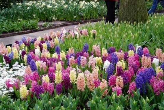 風信子怎么養(yǎng)，風信子養(yǎng)殖方法