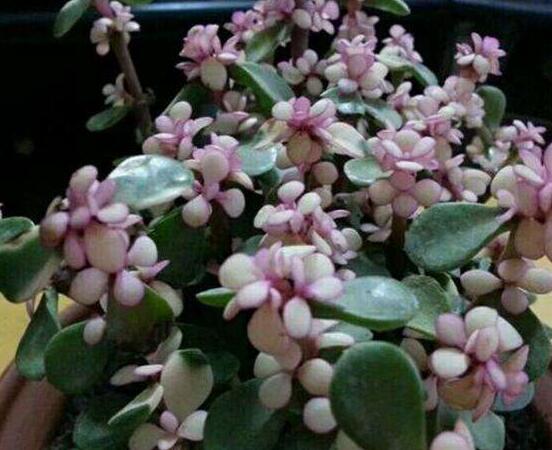 雅樂(lè)之舞怎么養(yǎng)才變紅，教你五種最快速變紅好方法