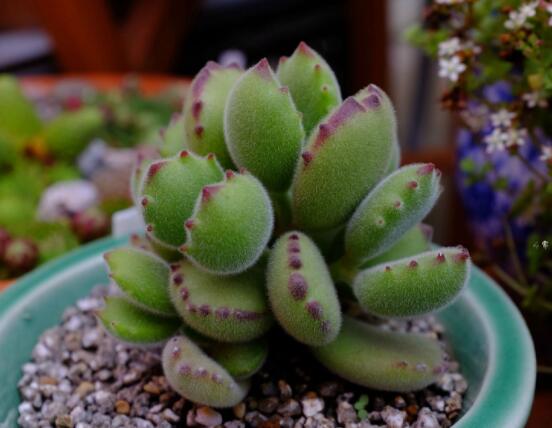 熊童子開花要施肥嗎，施以磷鉀肥為主/35度以上停止施肥