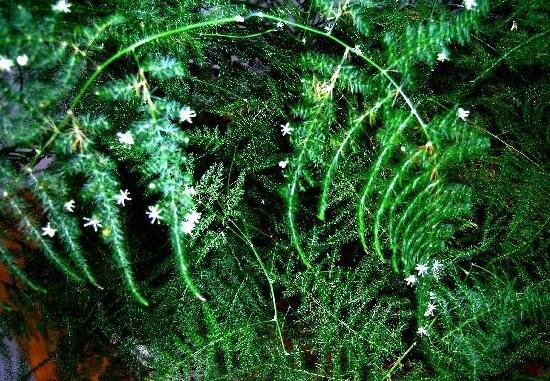 文竹會開花嗎，文竹開花有什么兆頭/很難開花