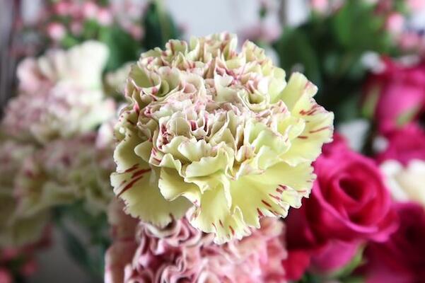 康乃馨移栽注意事項(xiàng)，冬天移栽要注意保溫