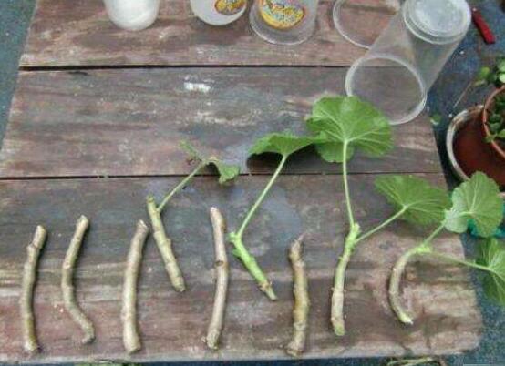 天竺葵夏天可以扦插嗎，可以/總結(jié)最簡(jiǎn)易四個(gè)步驟