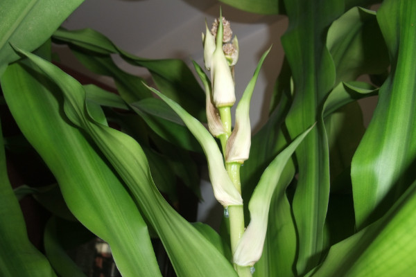 巴西木葉子發(fā)黃怎么辦，遮光控水/換土換盆