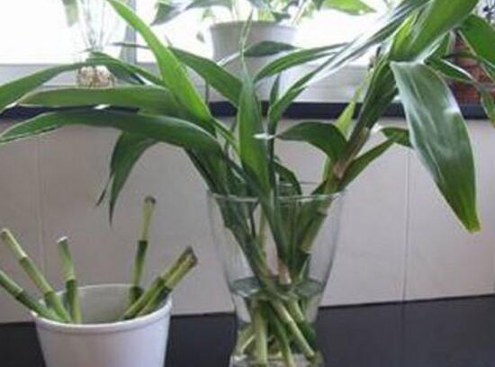 富貴竹的根爛了怎么辦，富貴竹爛根處理方法