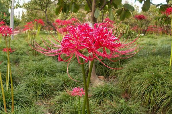 彼岸花的種植方法，只需記住四大要點(diǎn)即可
