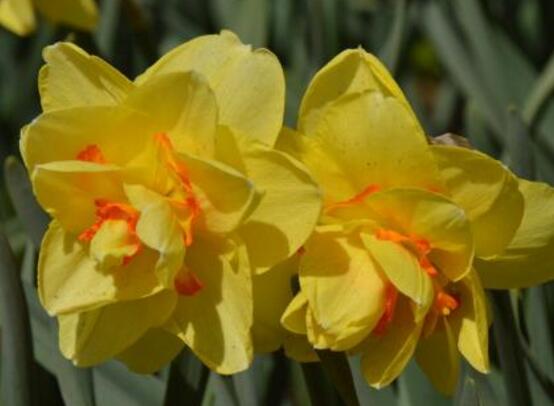 洋水仙怎么施肥和澆水，掌握以下四點保證你的水仙枝繁葉茂