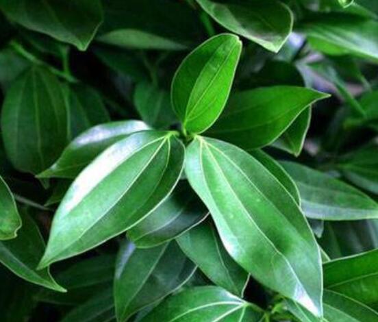 平安樹葉子發(fā)黃掉落怎么辦，教你四種解決辦法快速恢復(fù)生機(jī)