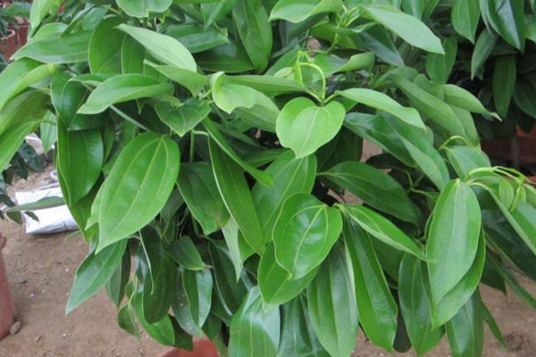 平安樹葉子下垂怎么辦，做好排水工作處理爛根