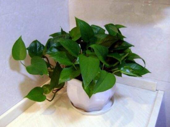 綠蘿爛根是什么原因，綠蘿爛根怎么辦