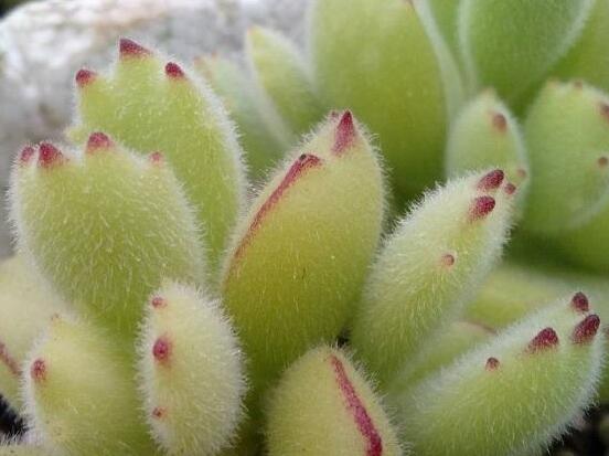 熊童子怎么度夏，做好遮陰通風、保持微濕潤環(huán)境