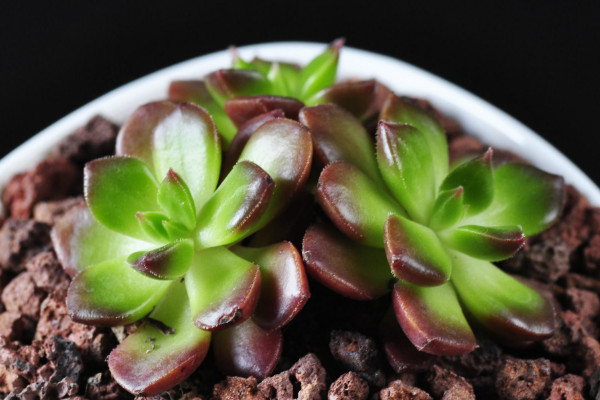 多肉植物溫度低凍傷處理方法，及時修剪盡快增溫