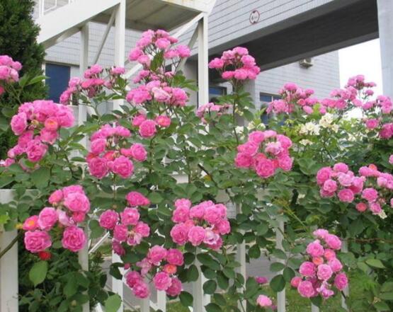 月季花如何壓條繁殖，教你六達(dá)基本步驟存活率百分百