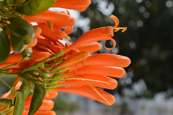 春天開(kāi)的常見(jiàn)的花，迎春花/桃花/杜鵑花/春蘭等