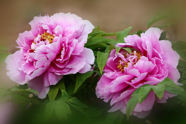 菏澤的牡丹花開(kāi)放時(shí)間