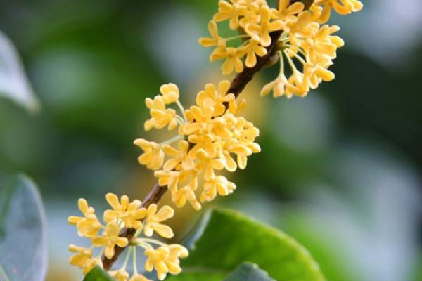 桂花樹怎么養(yǎng)才長得好，每天要保證6~8小時(shí)光照