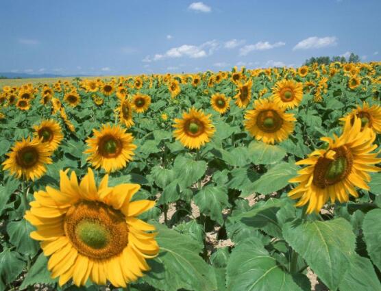 向日葵代表什么意思，代表著太陽、沉默的愛(不同朵數(shù)不同意義)