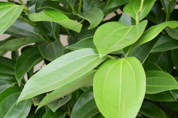 平安樹葉子干枯是怎么回事，環(huán)境變化過大要養(yǎng)護一段時間